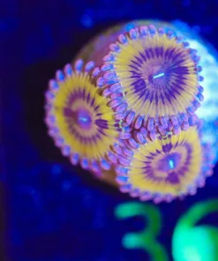 Wysiwyg 3x Golden Chiquita Zoa Frag [F36]