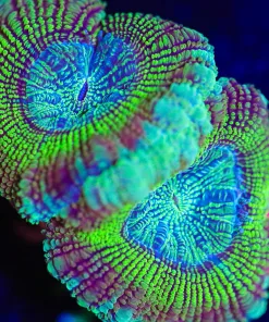 Wysiwyg Golden Hour Acan Frag [F39]