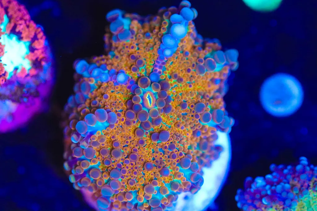 Frag Box Corals