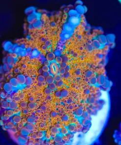 Wysiwyg Rainbow Yuma Coral Frag [F41]