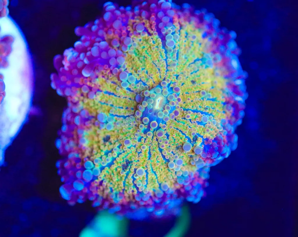 Frag Box Corals