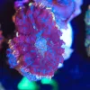 Wysiwyg Fire Skirt Purple Rhodactis Frag [F45]