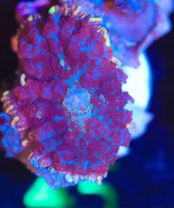 Wysiwyg Fire Skirt Purple Rhodactis Frag [F45]