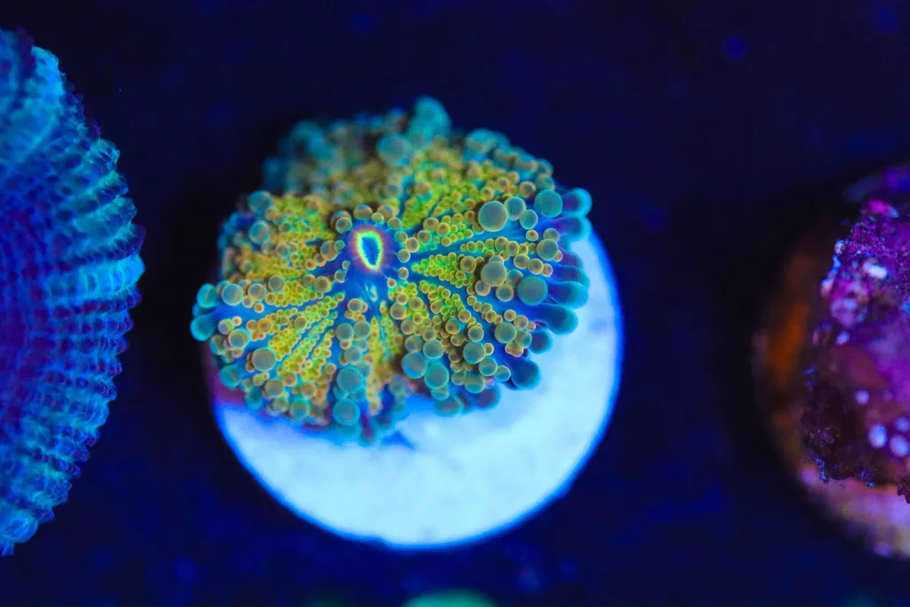 Frag Box Corals