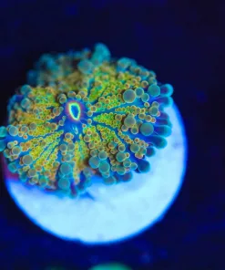 Wysiwy Small Yuma Ricordea Frag [F48]