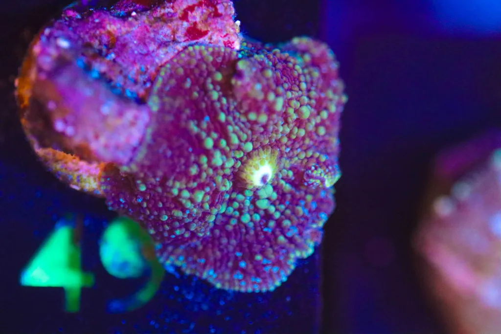 Frag Box Corals
