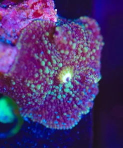 Wysiwyg Unique Mushroom Frag [F49]