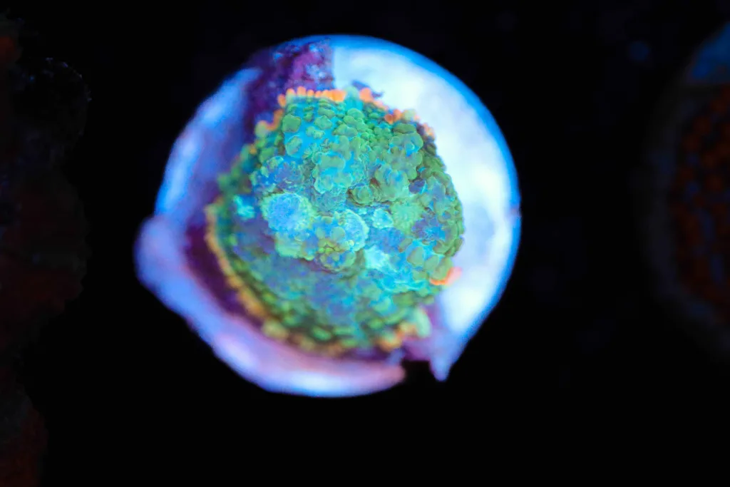 Frag Box Corals