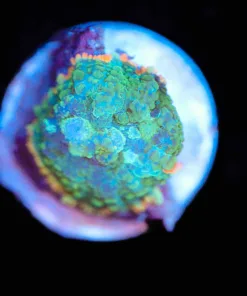Wysiwyg Mushroom Coral Frag [F53]