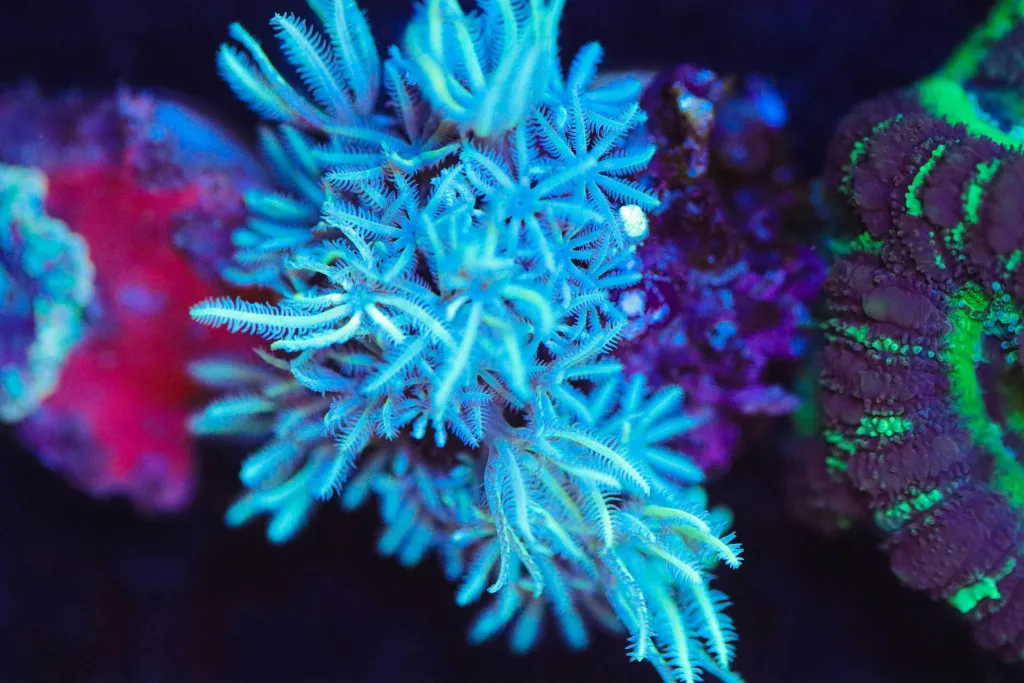 Frag Box Corals