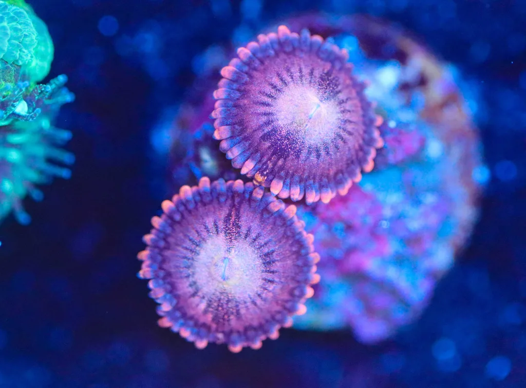 Frag Box Corals