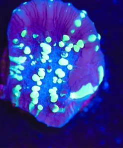 Wysiwyg UFO Chalice Frag [F64]