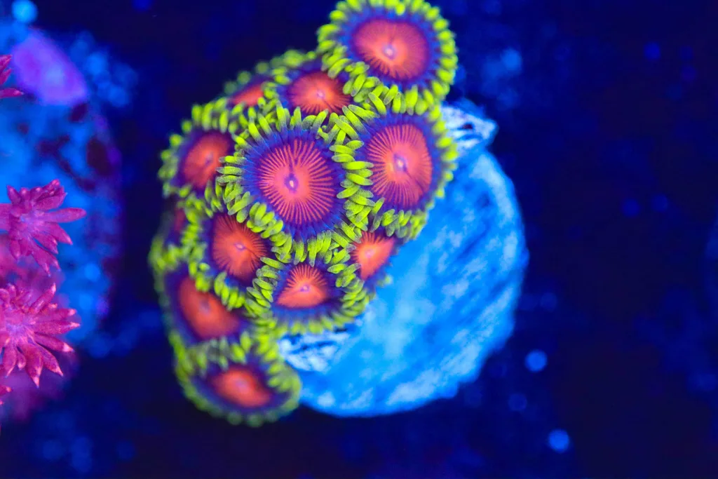 Frag Box Corals