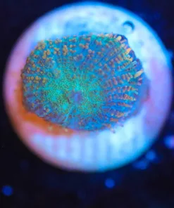 Wysiwyg Small Mushroom Frag [F72]