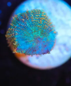 Wysiwyg Small Mushroom Frag [F74]