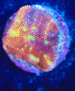 Wysiwyg Small Jack O Lantern Leptoseris Frag [F77]