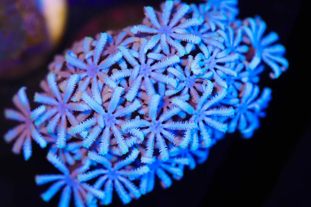 Frag Box Corals