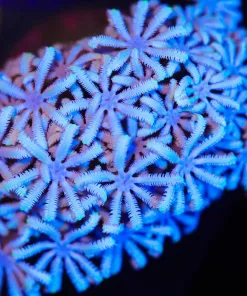 Wysiwyg Skyblue Pipe Organ Coral [F84] *rare color*