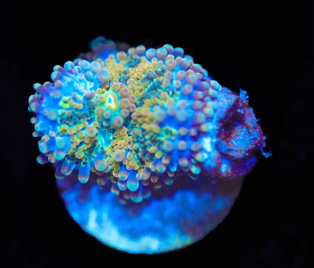 Frag Box Corals