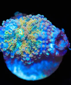 Wysiwyg Yuma Frag [F85]