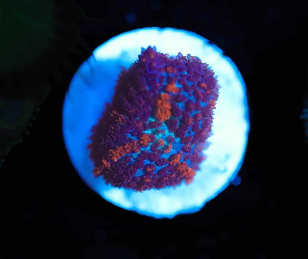 Frag Box Corals