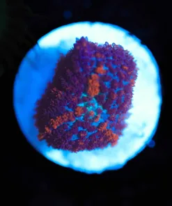 Wysiwyg Small Mushroom Frag [F87]