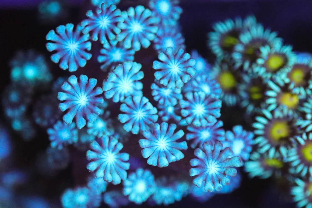Frag Box Corals