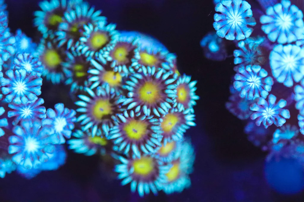 Frag Box Corals