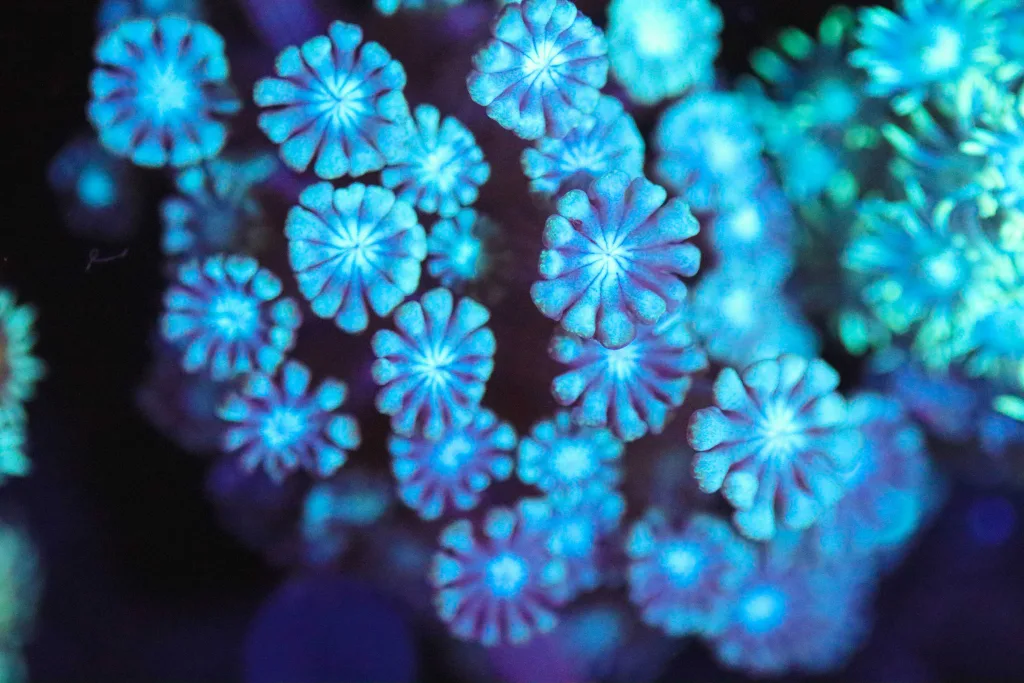 Frag Box Corals