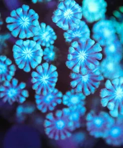 Wysiwyg Blue Flowerpot Frag [F95]