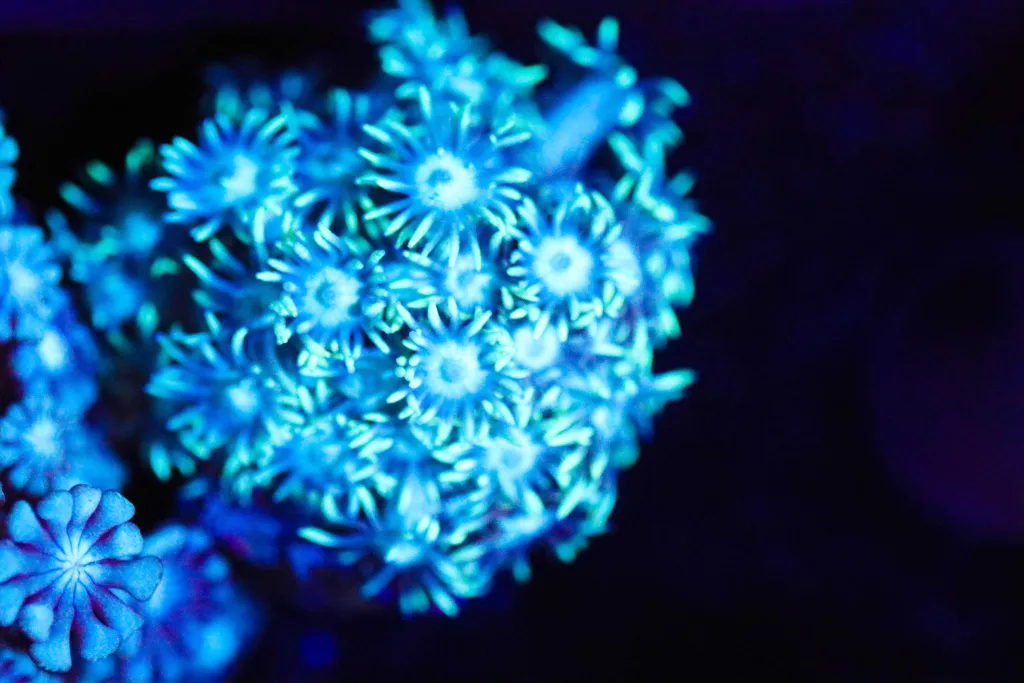Frag Box Corals