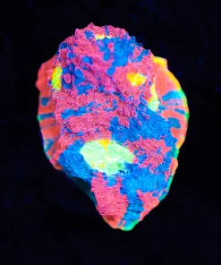 Wysiwyg Rainbow Dynamtie Chalice Frag [F100] *free shipping no minimum livestock spend*