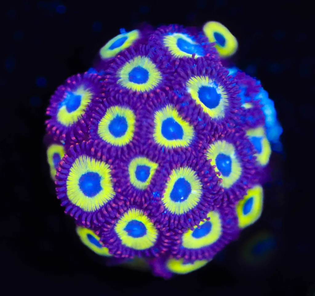 Frag Box Corals