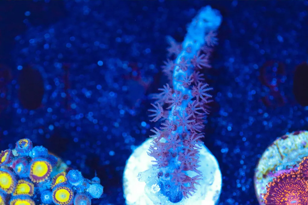 Frag Box Corals