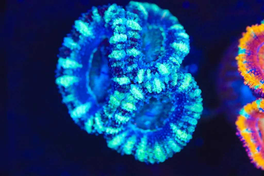 Frag Box Corals