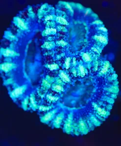 Wysiwyg Acan Frag [F106]