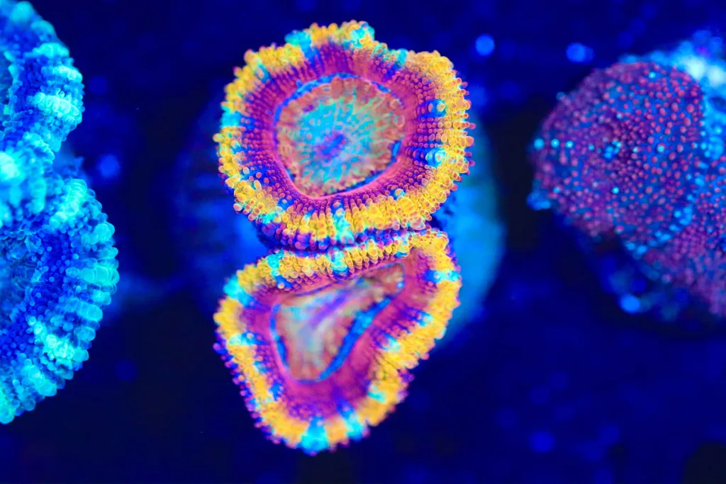 Frag Box Corals