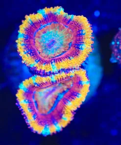 Wysiwyg Acan Frag [F107]