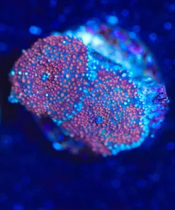 Wysiwyg 2x Mushroom Frag [F108]