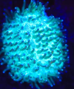 Wysiwyg Tongue Coral Frag [F109]