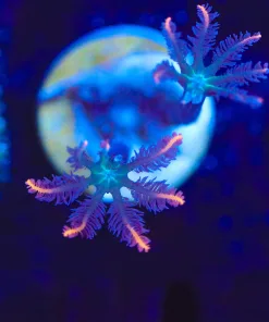 Wysiwyg Clove Polyp Frag [F110]