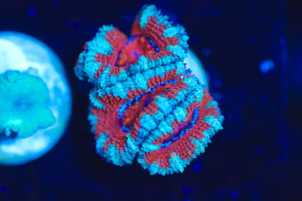 Frag Box Corals
