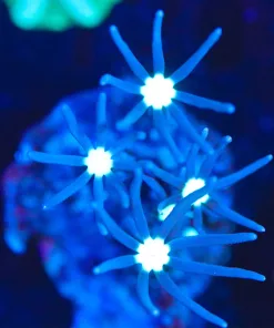 Wysiwyg Small daisy Coral Frag [F113]