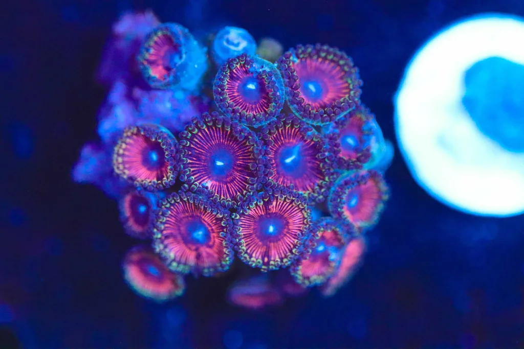 Frag Box Corals