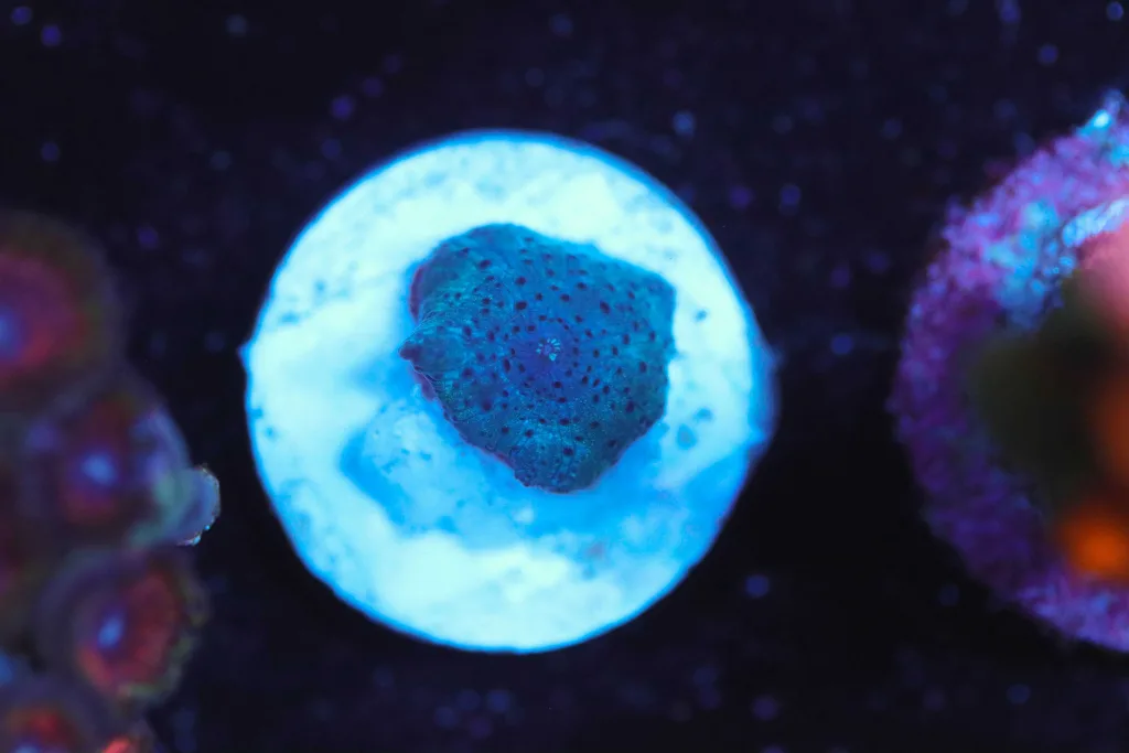 Frag Box Corals