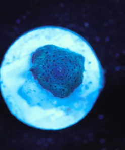 Wysiwyg Small Mushroom Coral Frag [F118]