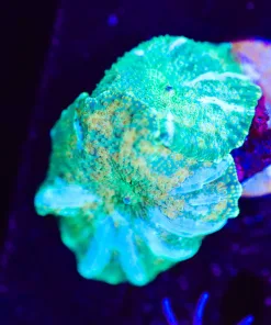 Wysiwyg Mushroom Frag x2 [F120]