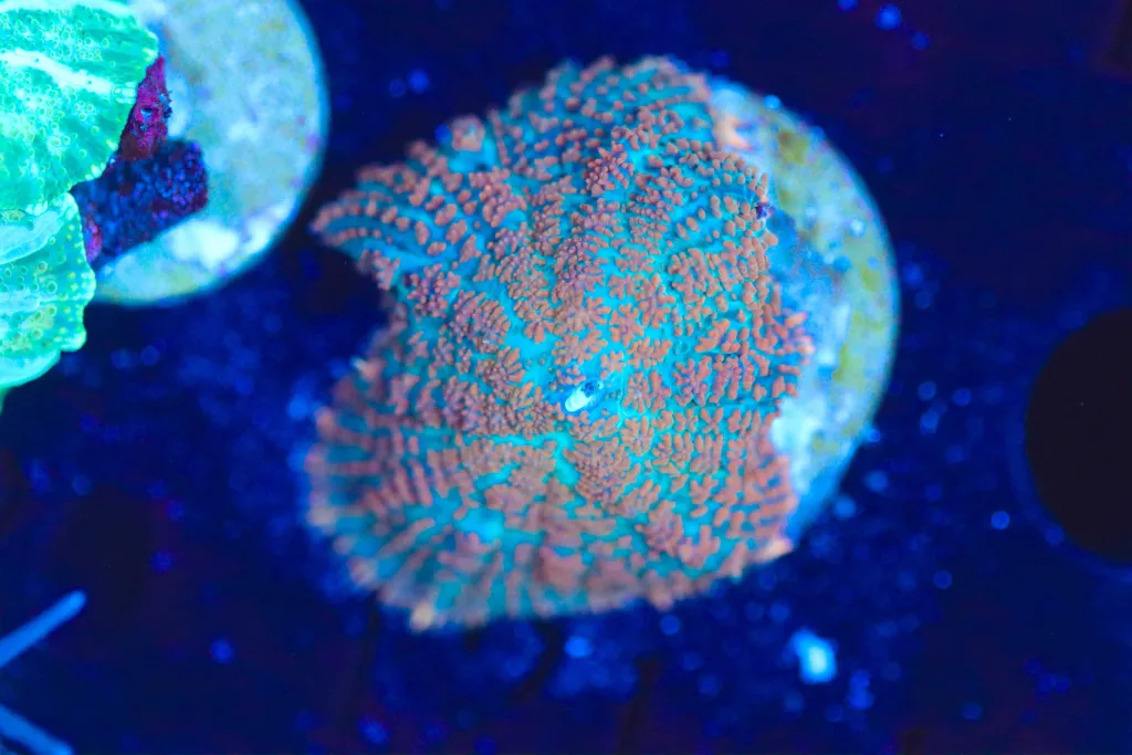 Frag Box Corals