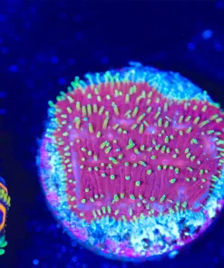 Wysiwyg Pavona Coral Frag [F124]