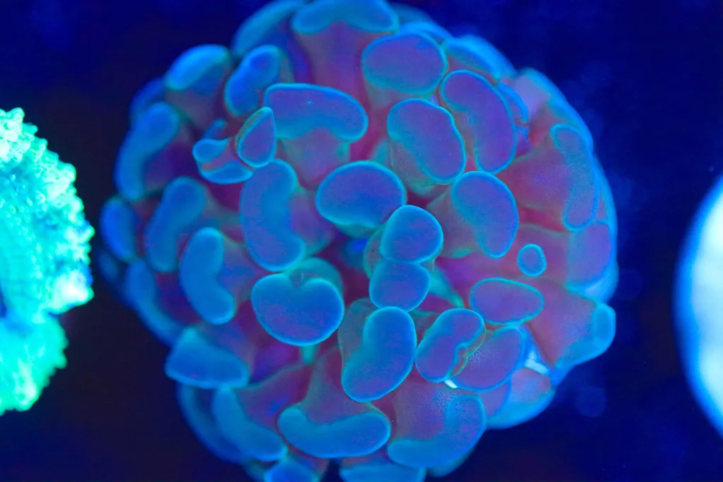 Frag Box Corals